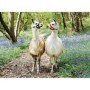 Puzzle Lame Iubitoare, 100 Piese Ravensburger - 1